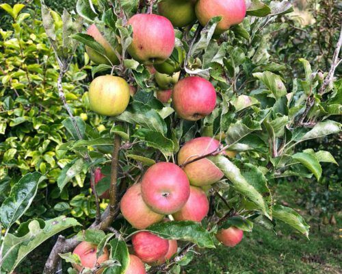 sassafras-tasmania-red-apples-1